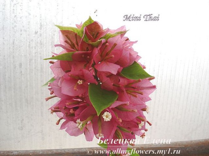 Бугенвиллия Mini  Thai, All My Flowers, bougainvillea Mini  Thai